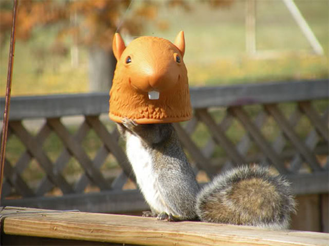 Squirrel Head Feeder 1