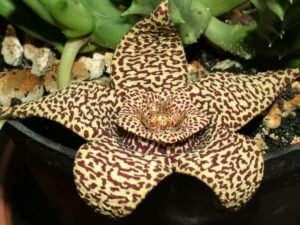 Starfish Flower Cactus | Million Dollar Gift Ideas