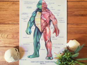TMNT Anatomy Poster | Million Dollar Gift Ideas
