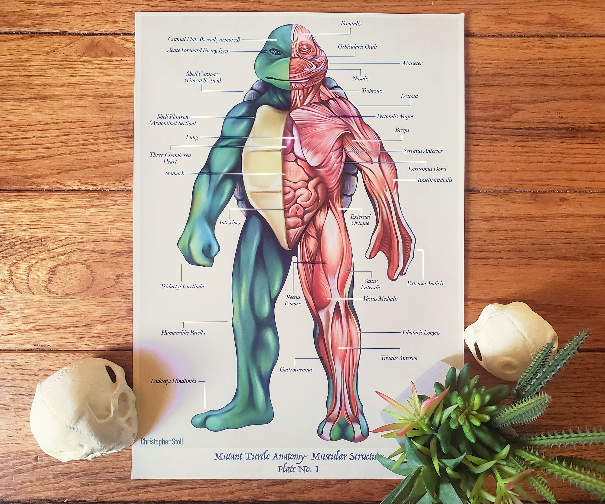 TMNT Anatomy Poster