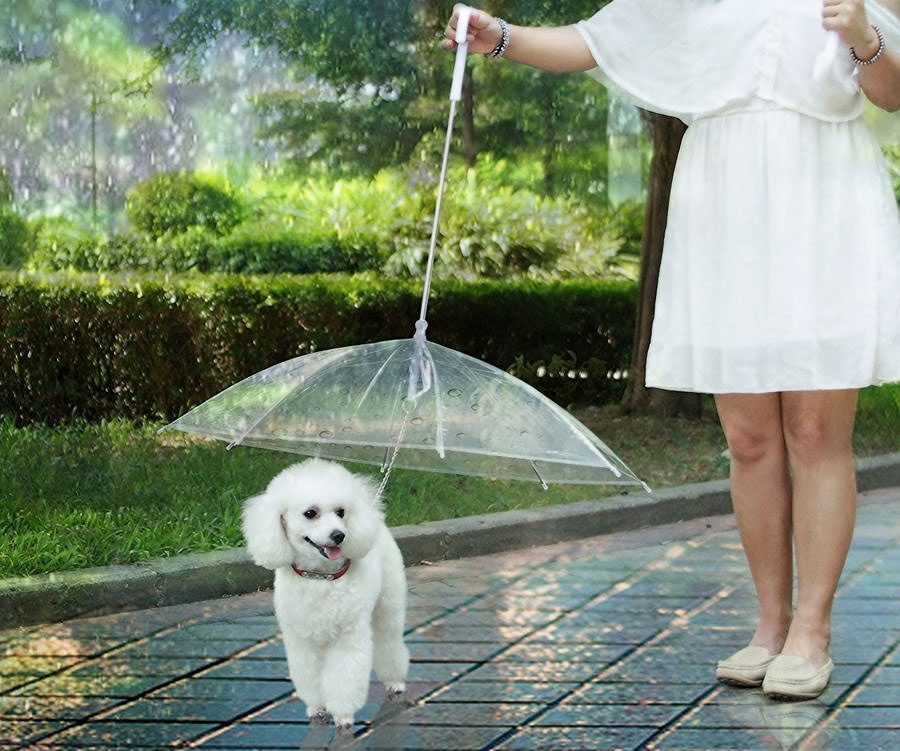 The Dog Umbrella 2