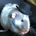 Top Hats For Small Pets 1