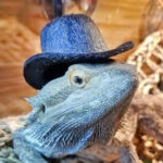 Top Hats For Small Pets