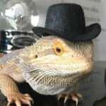Top Hats For Small Pets 2