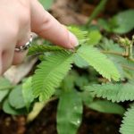 Touch Sensitive Plants