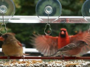 Transparent Window Bird Feeder 1