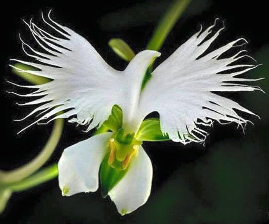 White Dove Egret Flower Seeds